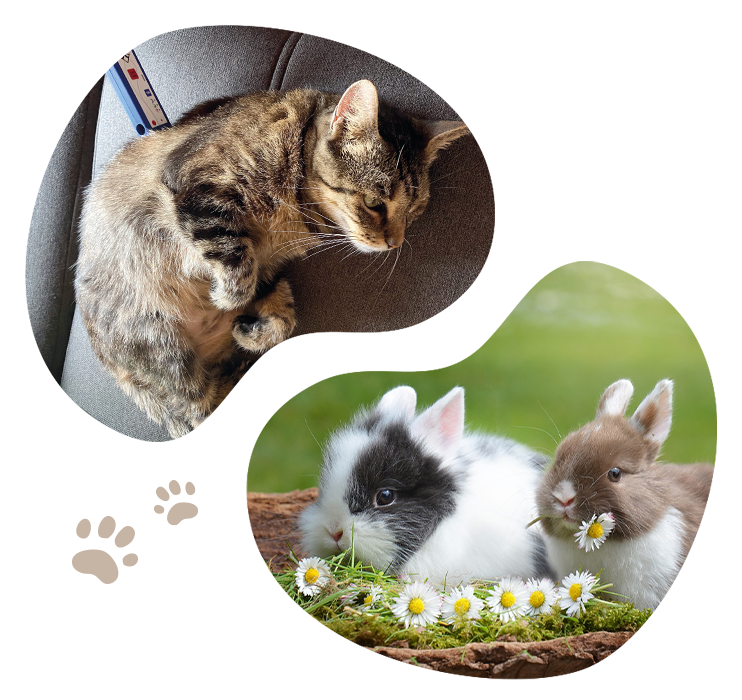 Lasertherapie Katze und Kaninchen